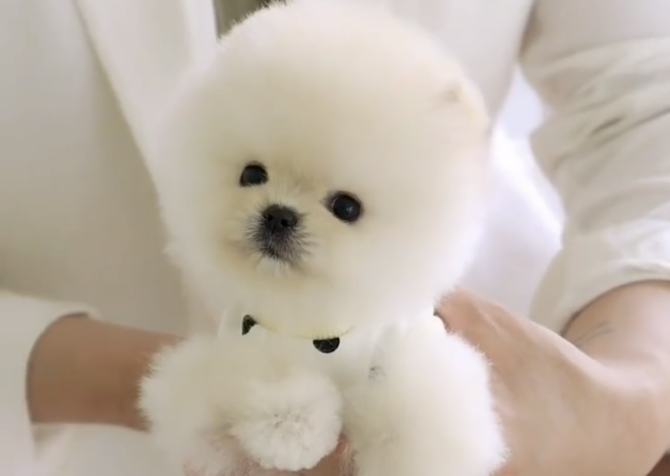 Pomeranian Boo Teddy Bear Yavrularımızın yuvası olun